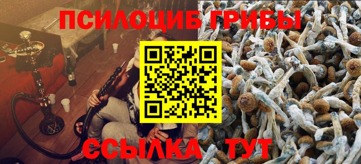 Псилоцибиновые грибы Psilocybe Асино